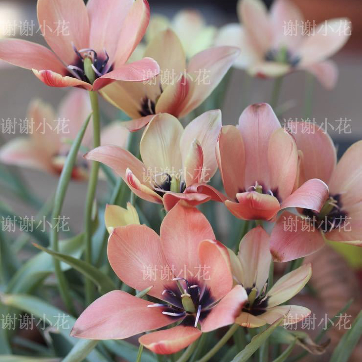进口原生郁金香新品球根耐寒植物