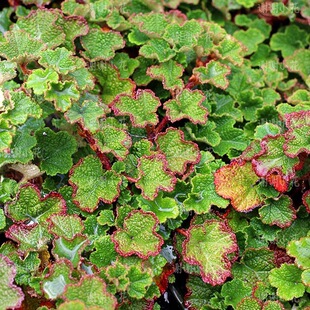 谢谢小花 玉山悬钩子 树莓 匍匐地被观叶观花可食用 浆果盆栽植物