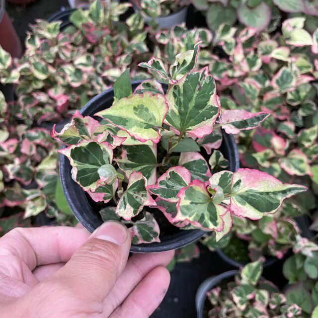 三色斑 鱼腥草 日本进口植物