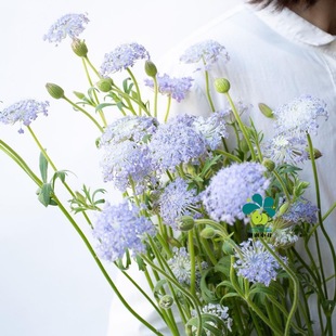 花期长花量大耐寒 谢谢小花 春季 蕾丝花多色 切花盆栽植物 翠珠花