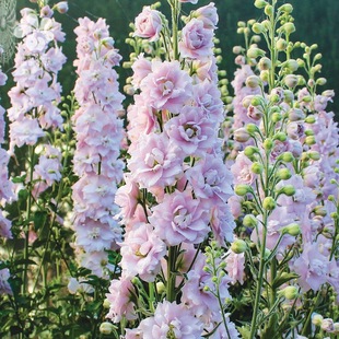 谢谢小花 北极光魔泉多年生宿根耐寒花卉切花盆栽植物 大花飞燕草