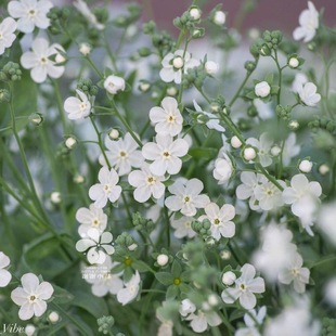 紫草科 白花 淡香趣味盆栽植物切花山野花 亚麻叶脐果草 谢谢小花