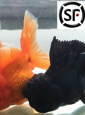 红黑蓝金鱼爆头国狮肚子水族宠物