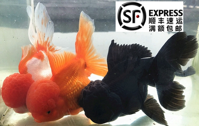 红黑蓝金鱼爆头国狮肚子水族宠物