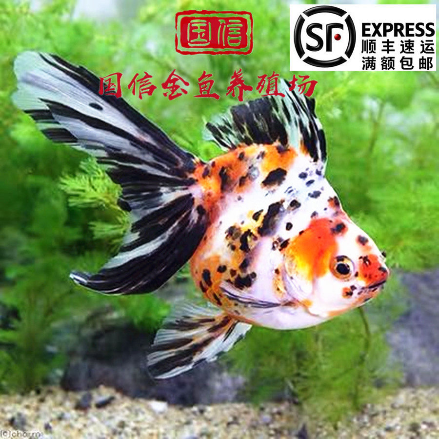 易活耐养长尾花尾琉金宠物鱼精品高背风水金鱼鎏金活体冷水观赏鱼