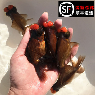 紫身绒球金鱼活体朱顶紫罗袍龙睛绣球鱼场直销包活