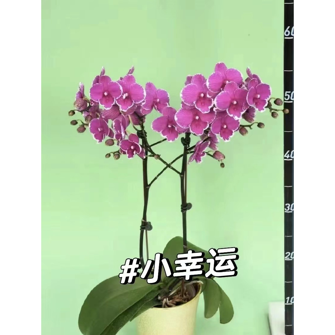 小幸运 带花瑕疵3.0