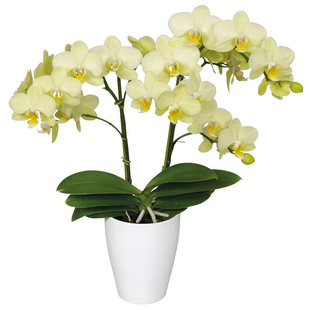 3.0寸卡利2花剑带花微瑕疵