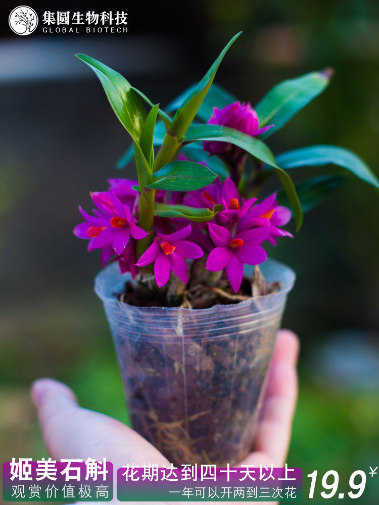 石斛兰盆栽稀有石斛花名贵花卉植物姬美石斛铁皮石斛苗兰花苗种植