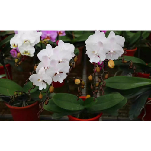 3.0寸雪花大舌头1花剑花梗微瑕