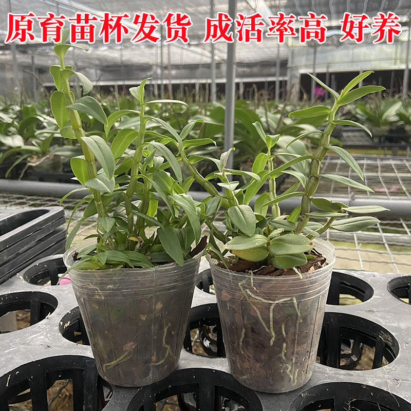 铁皮石斛苗盆栽花卉植物趣味室内客厅兰花种植可食用绿植盆景杯苗