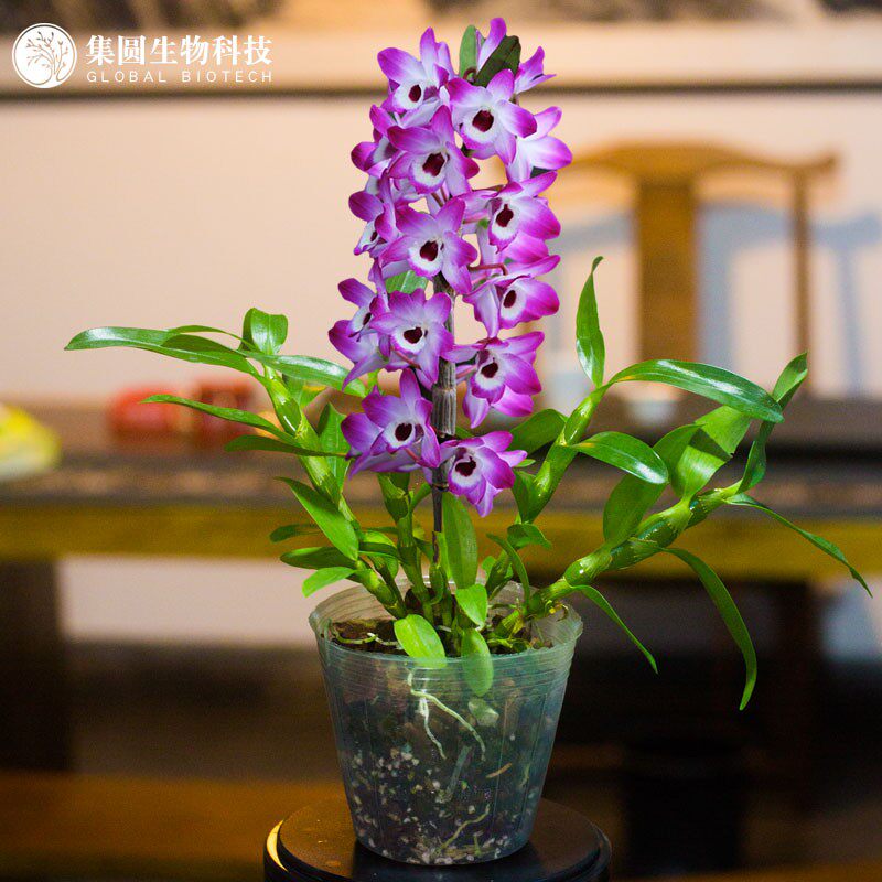 春石斛铁皮石斛花苗种植带盆鼓槌石斛原杯发货文心兰集圆生物科技