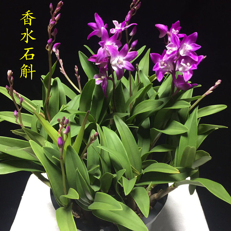 澳洲香水石斛苗原盆带花苞浓香花卉兰花非金钗石斛盆栽比铁皮好养