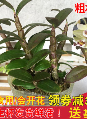 红杆雁荡山种植石斛兰