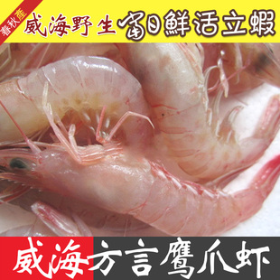威海滑皮虾 新鲜鹰爪虾 活虾 海虾 白灼虾活立虾虾威海海鲜水产