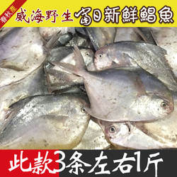 威海海鲜鲳鱼新鲜 鲜鲳鱼 新鲜小鲳鱼 平鱼 白鲳鱼 一斤2-3条鲜