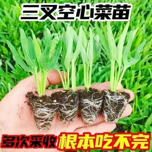 高产正宗三叉青梗带土空心菜秧苗柳叶通心菜种苗四季阳台易栽培