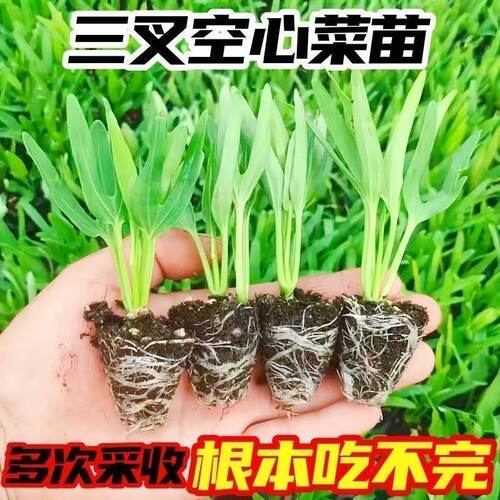 高产正宗三叉青梗带土空心菜秧苗柳叶通心菜种苗四季阳台易栽培