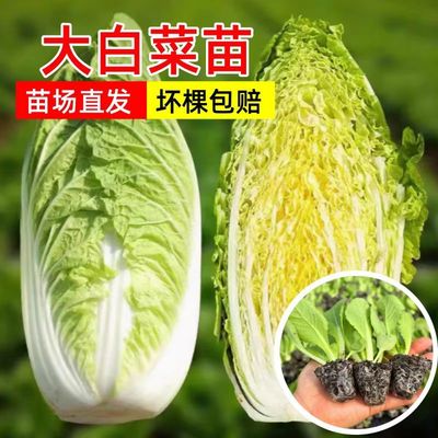 冬储大白菜秧苗带土球秋冬过寒菜