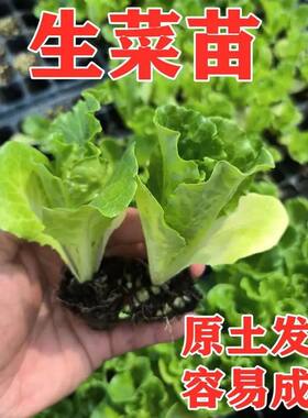 生菜苗秧苗带土发货耐冬耐冻