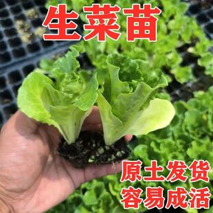 生菜苗秧苗带土发货耐冬耐冻活苗秋冬季 南方北方种植蔬菜苗子 四季