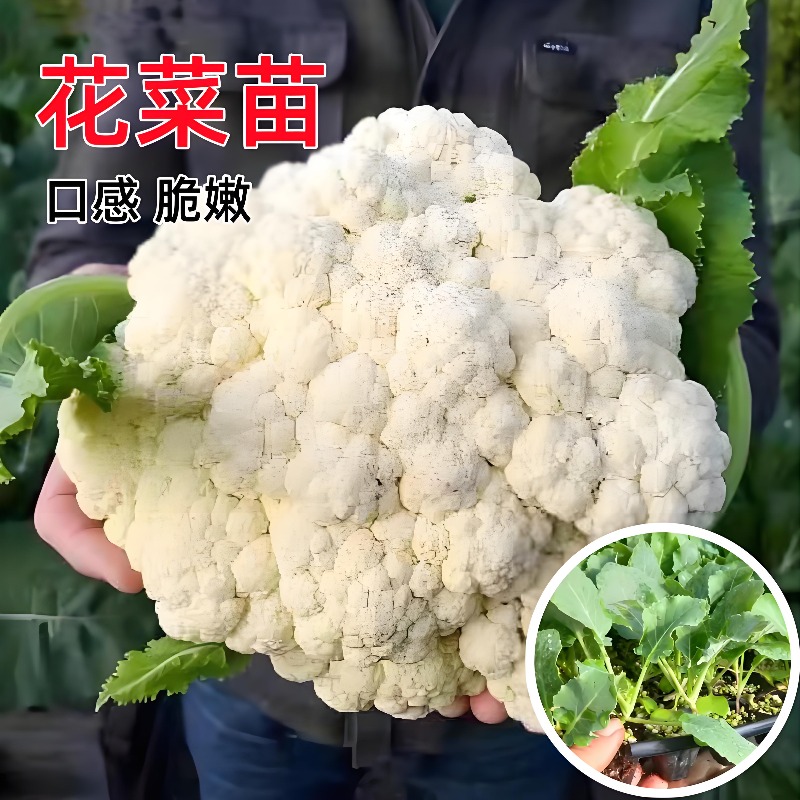 青梗松花菜苗耐寒秋冬季