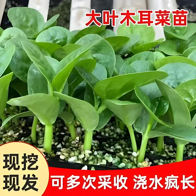 四季大叶木耳菜苗特大肉厚圆叶菜苗多次采收带土阳台盆栽青菜苗子