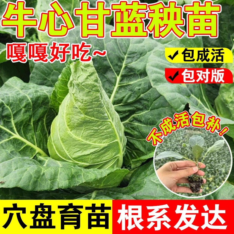 甘蓝秧苗牛心包菜苗卷心菜秧苗