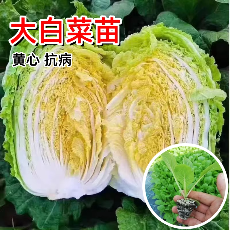 冬储大白菜苗黄心白菜秧苗