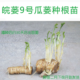 瓜蒌种根苗杜瓜种子栝楼苗瓜娄种植技术安徽潜山天柱山瓜皖蒌9号