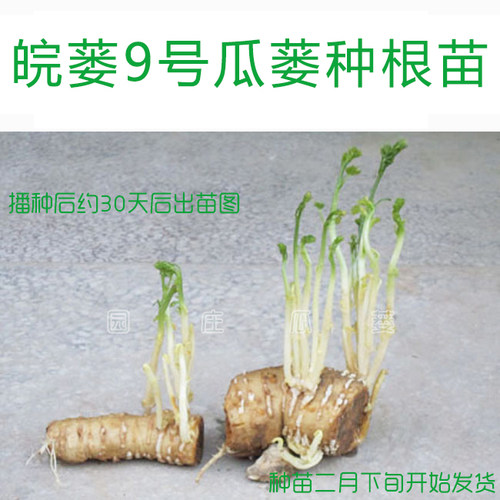 瓜蒌种根苗杜瓜种子栝楼苗瓜娄种植技术安徽潜山天柱山瓜皖蒌9号