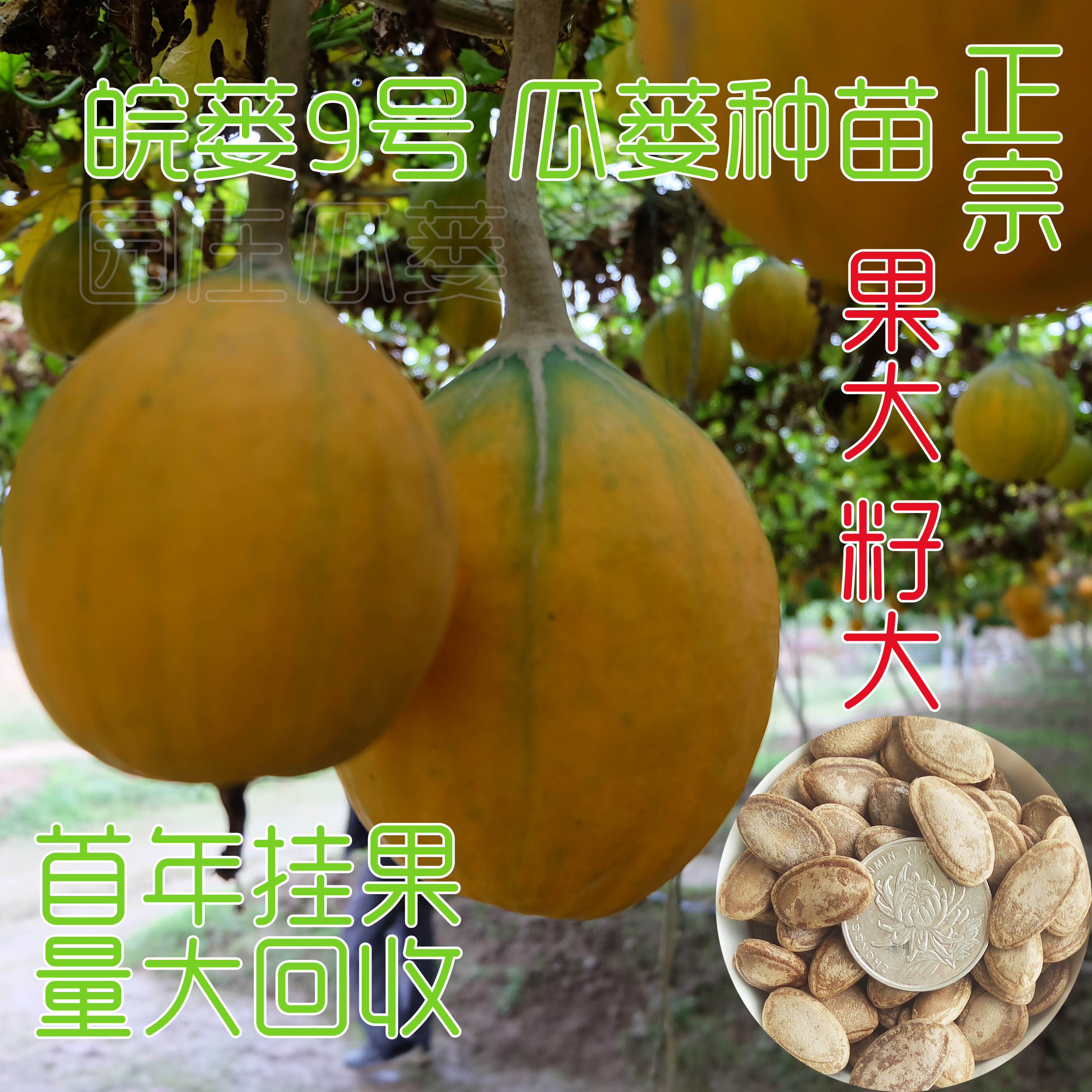 园庄瓜蒌天柱山瓜蒌种根苗大颗粒瓜子新品种皖蒌9号苗杜瓜种子优