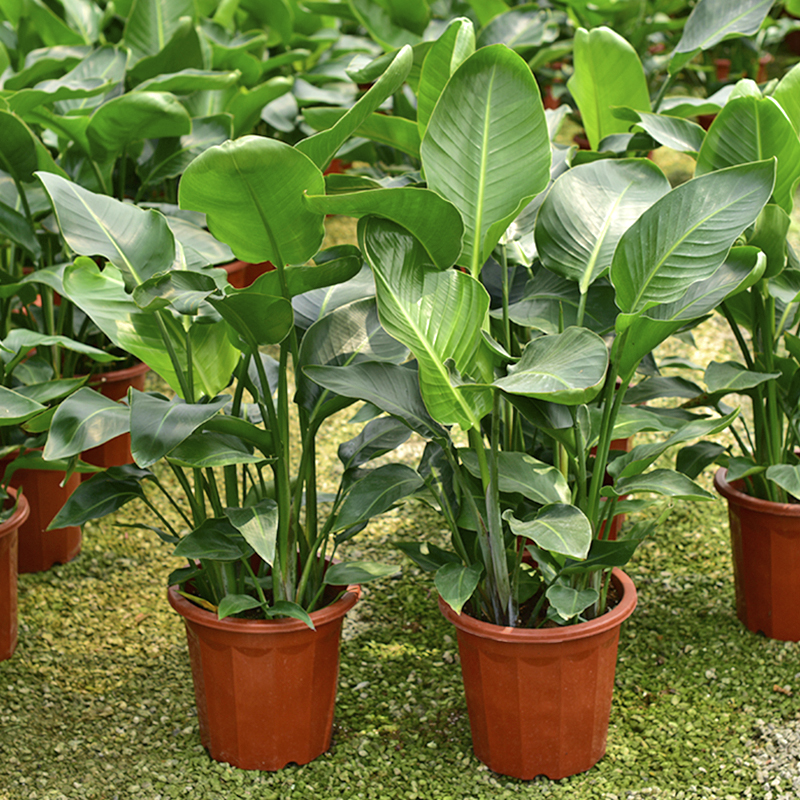 天堂鸟盆栽客厅室内好养大型花卉绿植办公室轻奢植物鹤望净化空气-封面