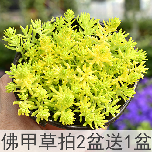 屋顶花园景观绿化好养易活佛甲草