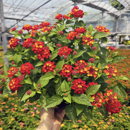 五色梅盆栽窗台庭院阳台开花植物
