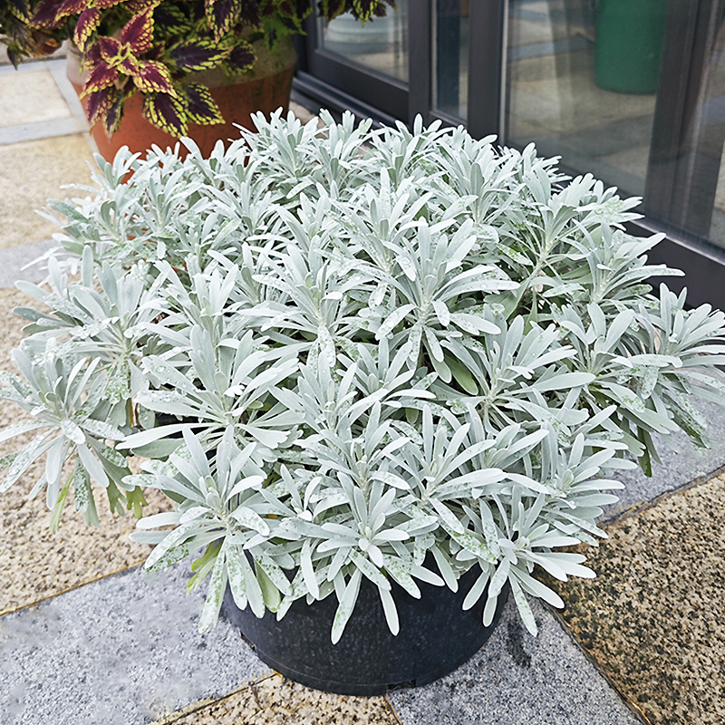 芙蓉菊盆栽银叶菊多年生花镜植物庭院阳台室外观叶花卉耐寒可地栽