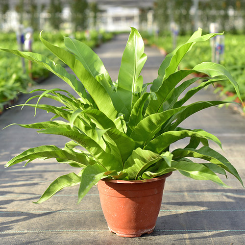 铁线蕨耐阴造景附生桌面鸟巢蕨