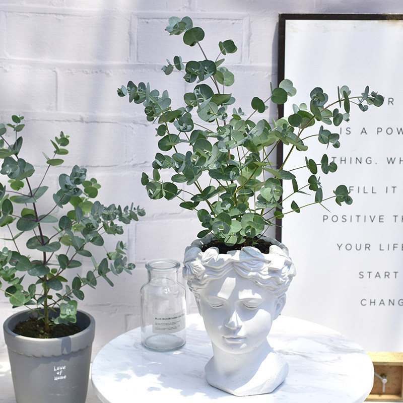 尤加利花园植物桉树北欧风格室内室外观叶绿植盆栽地栽净化空气 易美花园中心 淘优券