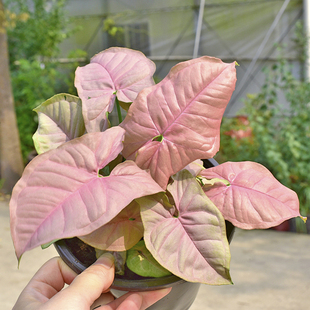 室内阳台观叶植物红粉佳人绿精灵蓝精灵金童子合果芋盆栽彩叶花卉