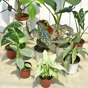 鳟鱼白冰海威秋海棠白犀牛大小仙女萨利安海芋绿天鹅绒蔓绿绒银钻