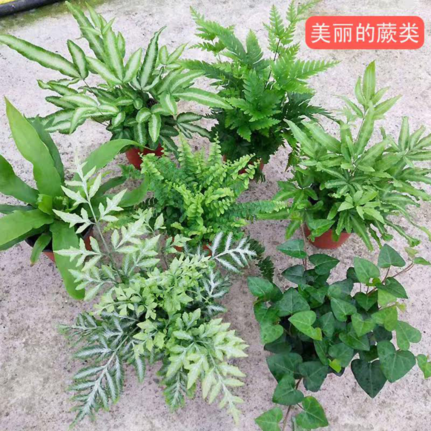 铁线蕨狼尾鸟巢凤尾蕨图片
