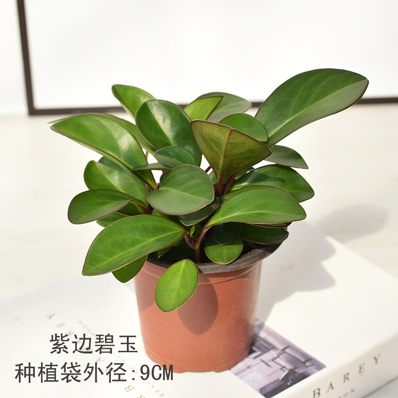 紫边碧玉青叶碧玉豆瓣绿铜钱荷叶碧玉橡皮树室内绿植盆栽