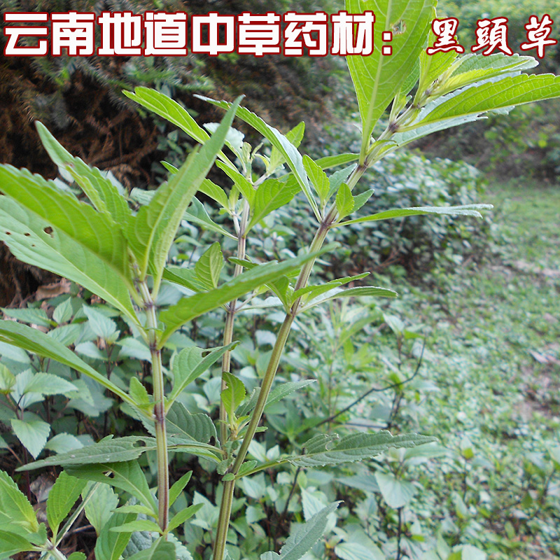 云南地道中草药材大黄药 吊吊黄小香薷垂花香茹 野生大黑头草包邮