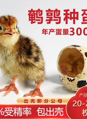 鹌鹑受精种蛋可孵化活体