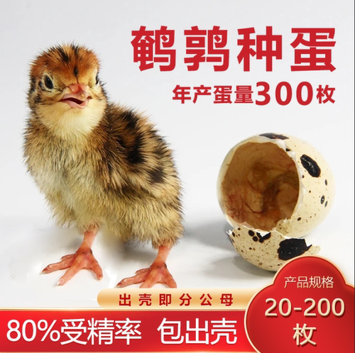 鹌鹑受精种蛋可孵化活体