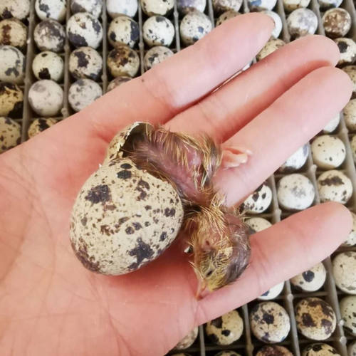 鹌鹑蛋鹌鹑蛋受精蛋可孵化受精蛋孵化蛋新鲜鹌鹑蛋阳台宠物