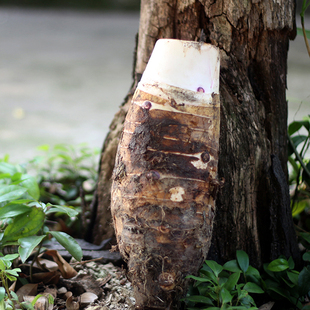 乐昌香芋炮弹芋头张溪香芋 广东粤北大香芋槟榔芋新鲜芋头粉糯香