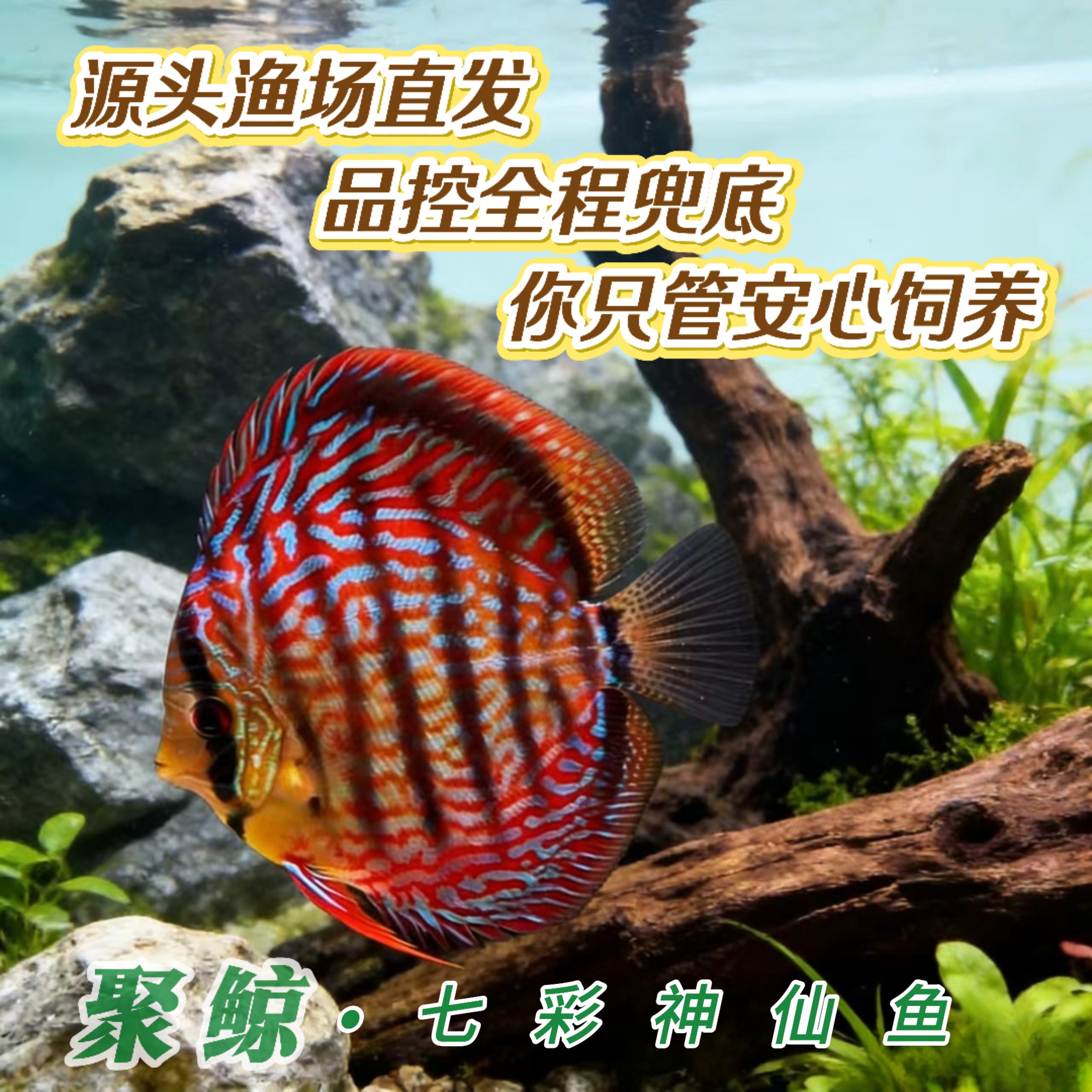 七彩神仙鱼热带淡水观赏中小型活体高品质苗渔场直销好养包损到家