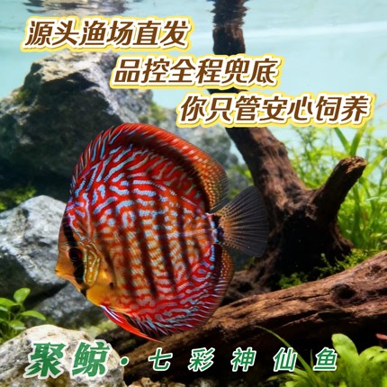 七彩神仙鱼热带淡水观赏中小型活体高品质苗渔场直销好养包损到家
