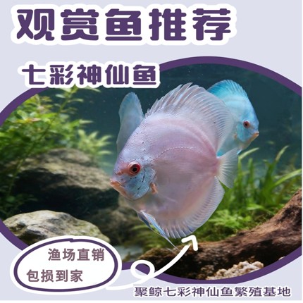 七彩神仙鱼热带淡水观赏中小型活体高品质苗渔场直销好养2-3厘米
